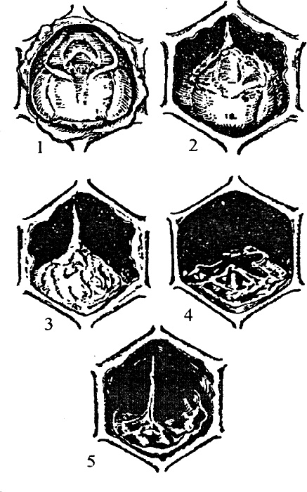 Иллюстрация к книге — Основы пчеловодства. Самые необходимые советы тому, кто хочет завести собственную пасеку [_176_2.jpg]