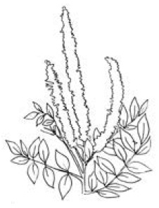 Иллюстрация к книге — Полный справочник пчеловода [i_038.jpg]