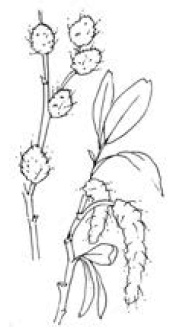 Иллюстрация к книге — Полный справочник пчеловода [i_042.jpg]