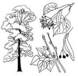 Иллюстрация к книге — Полный справочник пчеловода [i_047.jpg]