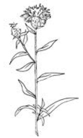 Иллюстрация к книге — Полный справочник пчеловода [i_051.jpg]