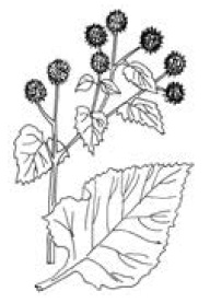 Иллюстрация к книге — Полный справочник пчеловода [i_052.jpg]