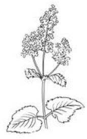 Иллюстрация к книге — Полный справочник пчеловода [i_059.jpg]