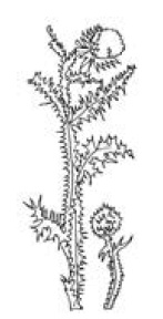 Иллюстрация к книге — Полный справочник пчеловода [i_060.jpg]