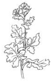 Иллюстрация к книге — Полный справочник пчеловода [i_063.jpg]