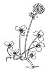 Иллюстрация к книге — Полный справочник пчеловода [i_066.jpg]