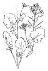 Иллюстрация к книге — Полный справочник пчеловода [i_068.jpg]