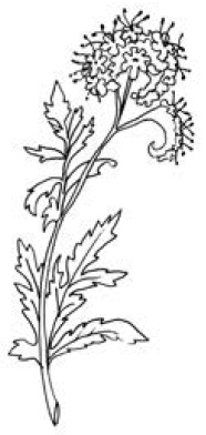 Иллюстрация к книге — Полный справочник пчеловода [i_073.jpg]