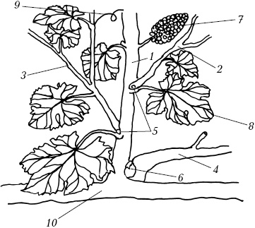 Иллюстрация к книге — Ваш домашний виноградник [_08.jpg]