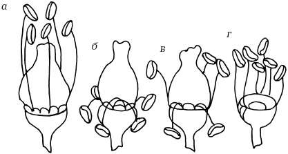Иллюстрация к книге — Ваш домашний виноградник [_09.jpg]