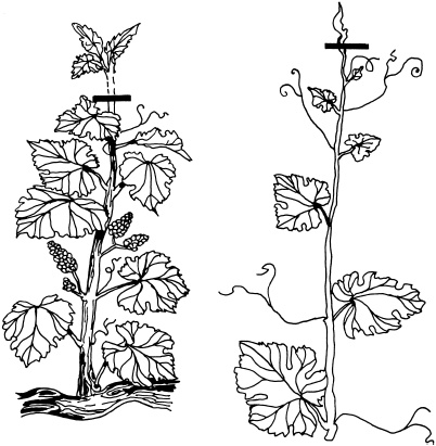 Иллюстрация к книге — Ваш домашний виноградник [_11.jpg]