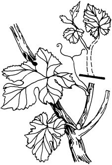 Иллюстрация к книге — Ваш домашний виноградник [_12.jpg]