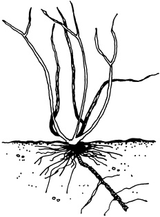 Иллюстрация к книге — Ваш домашний виноградник [_16.jpg]