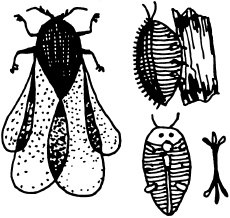 Иллюстрация к книге — Ваш домашний виноградник [_19.jpg]