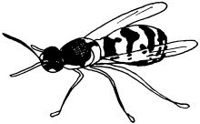 Иллюстрация к книге — Ваш домашний виноградник [_26.jpg]