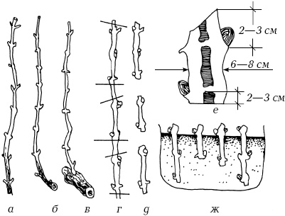 Иллюстрация к книге — Ваш домашний виноградник [_27.jpg]