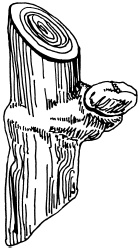 Иллюстрация к книге — Ваш домашний виноградник [_29.jpg]