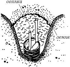 Иллюстрация к книге — Ваш домашний виноградник [_39.jpg]