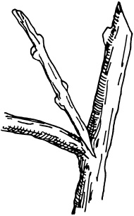 Иллюстрация к книге — Ваш домашний виноградник [_41.jpg]