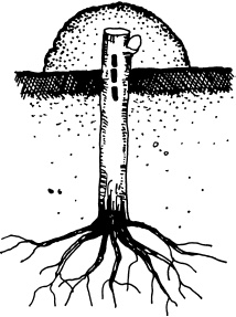 Иллюстрация к книге — Ваш домашний виноградник [_48.jpg]