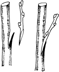 Иллюстрация к книге — Ваш домашний виноградник [_51.jpg]