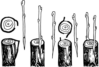 Иллюстрация к книге — Ваш домашний виноградник [_55.jpg]