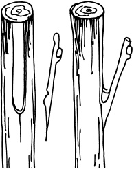 Иллюстрация к книге — Ваш домашний виноградник [_56.jpg]