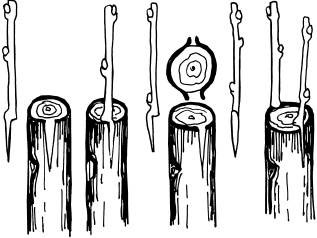 Иллюстрация к книге — Ваш домашний виноградник [_57.jpg]