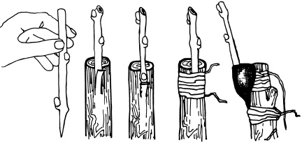 Иллюстрация к книге — Ваш домашний виноградник [_58.jpg]