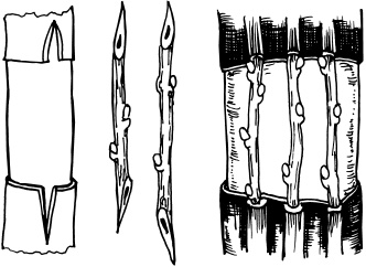 Иллюстрация к книге — Ваш домашний виноградник [_60.jpg]