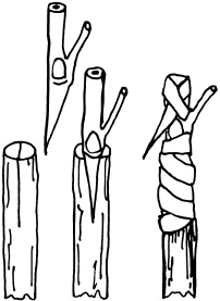 Иллюстрация к книге — Ваш домашний виноградник [_64.jpg]