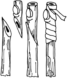 Иллюстрация к книге — Ваш домашний виноградник [_65.jpg]