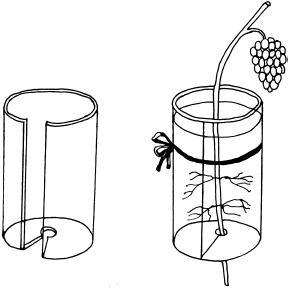 Иллюстрация к книге — Ваш домашний виноградник [_69.jpg]