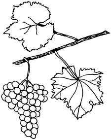 Иллюстрация к книге — Ваш домашний виноградник [_70.jpg]