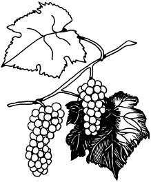 Иллюстрация к книге — Ваш домашний виноградник [_72.jpg]