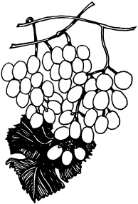 Иллюстрация к книге — Ваш домашний виноградник [_74.jpg]