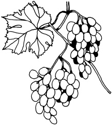 Иллюстрация к книге — Ваш домашний виноградник [_75.jpg]