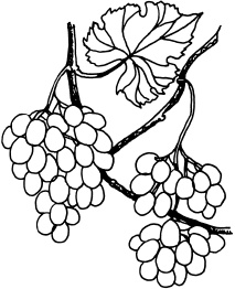 Иллюстрация к книге — Ваш домашний виноградник [_76.jpg]