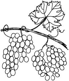 Иллюстрация к книге — Ваш домашний виноградник [_78.jpg]