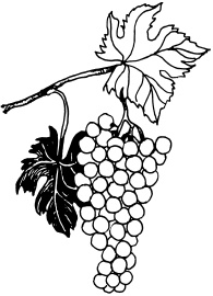 Иллюстрация к книге — Ваш домашний виноградник [_82.jpg]