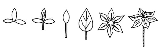 Иллюстрация к книге — Букеты. Искусственные цветы [i_008.jpg]