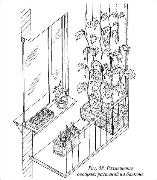 Иллюстрация к книге — Современные теплицы и парники [i_064.jpg]