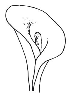 Иллюстрация к книге — Оригинальные изделия из кожи своими руками. Секреты изготовления [i_076.jpg]