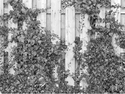 Иллюстрация к книге — Благоустройство территории вокруг коттеджа [i_098.jpg]