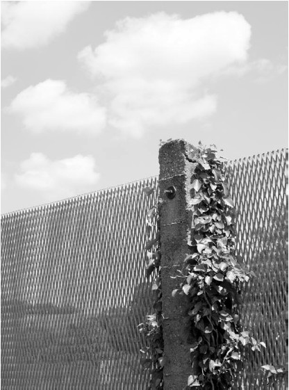 Иллюстрация к книге — Благоустройство территории вокруг коттеджа [i_099.jpg]