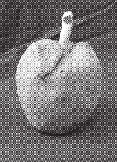 Иллюстрация к книге — Изделия из керамики [i_012.jpg]