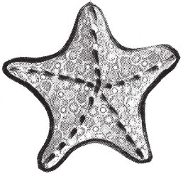 Иллюстрация к книге — Изделия из керамики [i_042.jpg]