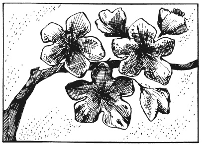 Иллюстрация к книге — Вышиваем гладью цветы и картины [autogen_ebook_id32.jpg]