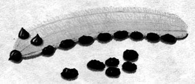 Иллюстрация к книге — Декоративные изделия из природного материала [autogen_ebook_id48.jpg]