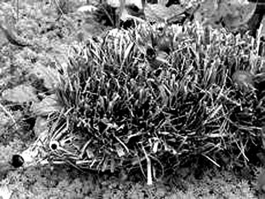 Иллюстрация к книге — Декоративные изделия из природного материала [autogen_ebook_id49.jpg]